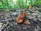 Mérges pókhálósgomba (Cortinarius orellanus), Pilis